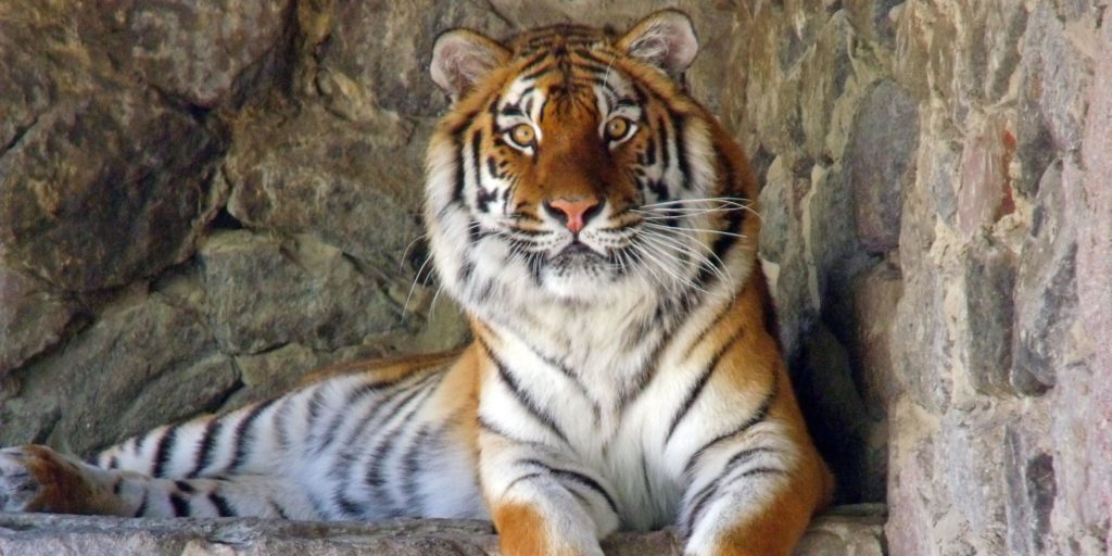 Руководители Киевского зоопарка подозреваются в растрате государственных средств