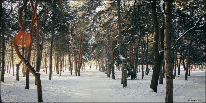 На прикрасу Дніпровського парку витратять понад 1 мільйона гривень