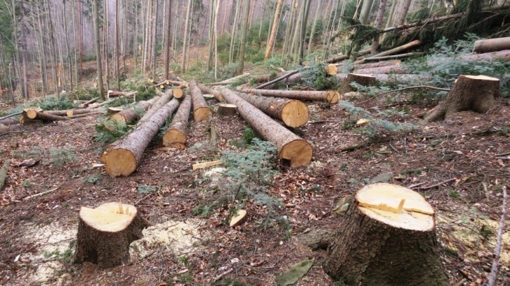 На Житомирщині незаконна порубка лісу спричинила збитки на 400 тисяч гривень