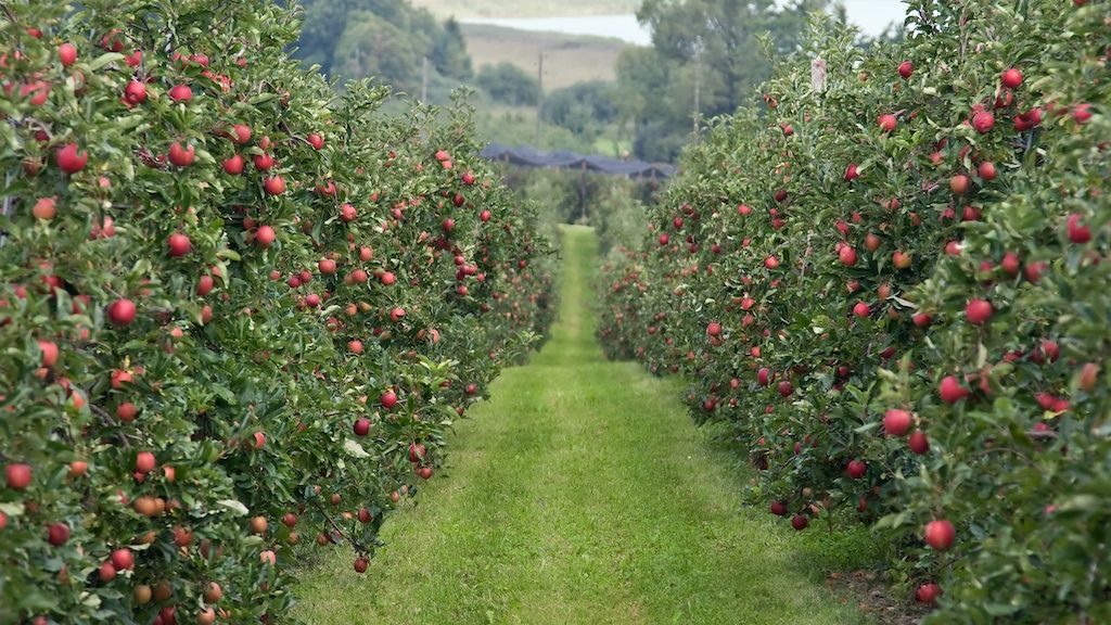 На території Вінницької області висадять 550 га нових садів