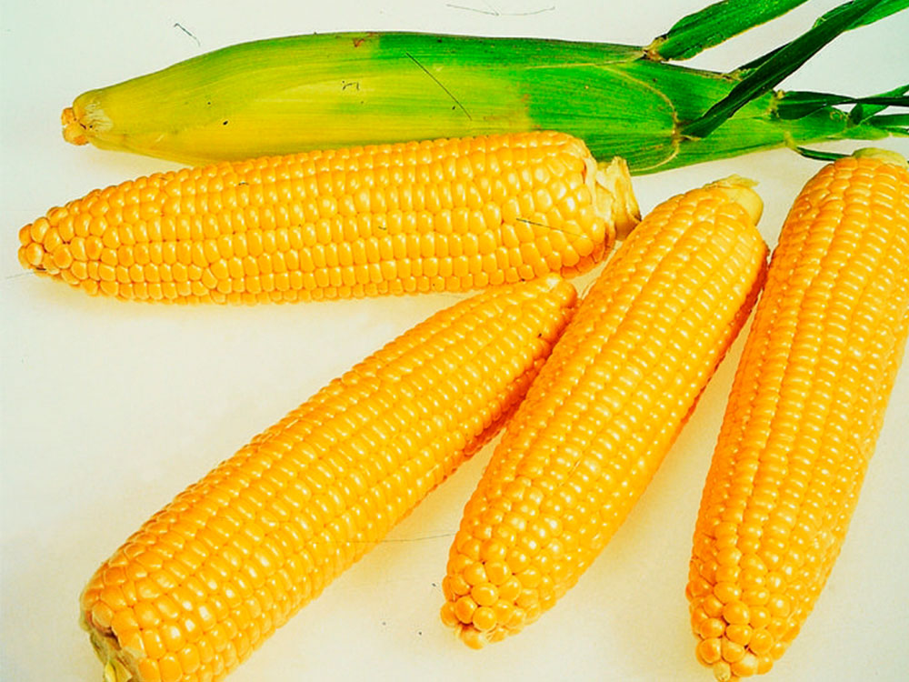 Полтавщина стала лидером по посевным площадям кукурузы