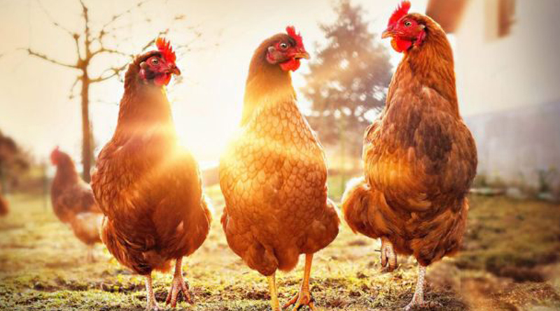 На Дніпропетровщини почали виробляти органічну курятину