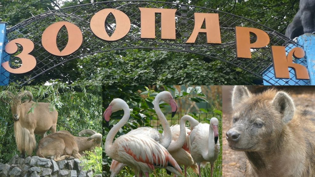 На ремонт Київського зоопарку витратять 530 мільйонів